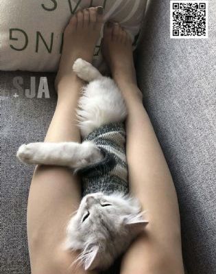 小太正gay免费